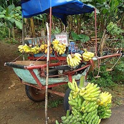 פרק 43- סיפורו של סם זמוריי מלך הבננות פרק 43- סיפורו של סם זמוריי מלך הבננות