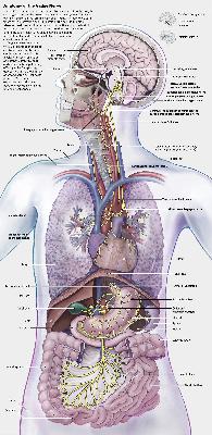 Vagus Nerve Stimulation and the Immune System