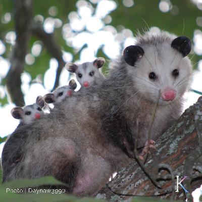Possums! | With Chris Strub, Wildlife Rehabilitator Possums! | With Chris Strub, Wildlife Rehabilitator