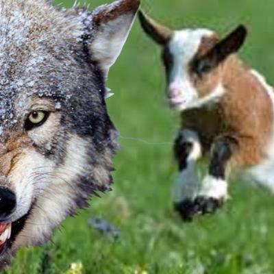 CHAPTER-1 : The wolf and the baby goats