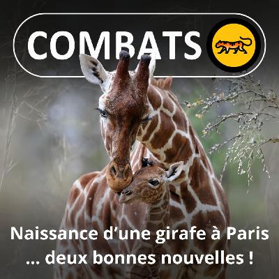 S05E08 Naissance d'UNE petite girafe à Paris : DEUX bonnes nouvelles !