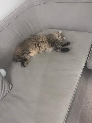 言われるのは嫌だけど自分からokだす心理とは from Radiotalk