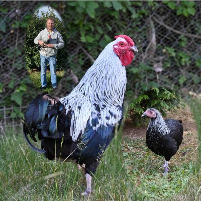 Deutsche Zwerg-Reichshühner - Rasseportrait #16