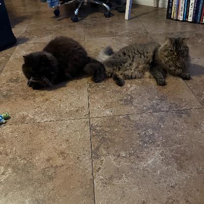Happy Birthday to my two cats Timmy and Talia are 2 years old month today October 3rd