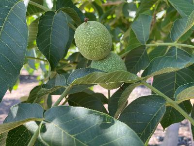Walnut Rest-Breaking Agents with Katherine Jarvis-Shean