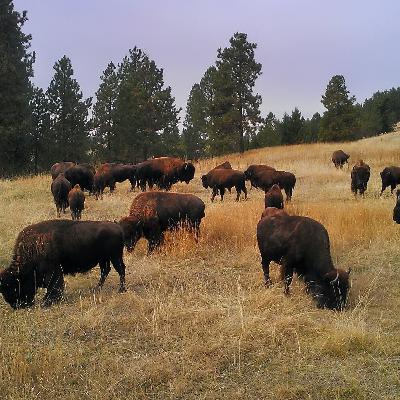 Lloyd Racine - Browning, MT