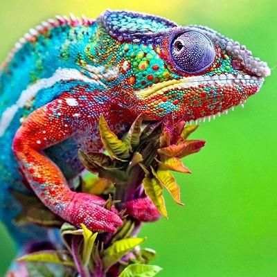 SENDVIČ (Zvieratká)