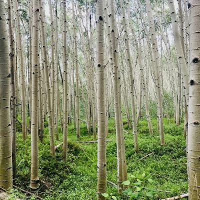 Episode 51: All Real Living Is Meeting: Is Community Possible Episode 51: All Real Living Is Meeting: Is Community Possible