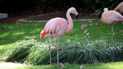 Bioscope, nou espai immersiu de conscienciació al Zoo de Barcelona Bioscope, nou espai immersiu de conscienciació al Zoo de Barcelona