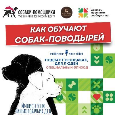 Как обучают собак-поводырей