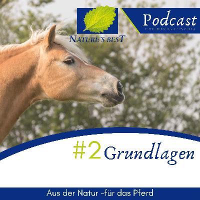 #02 Grundlagen der Pferdefütterung