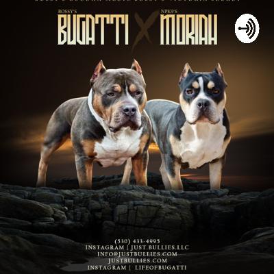 American Bully Podcast- Co Ownership Orientation (Episode 3)