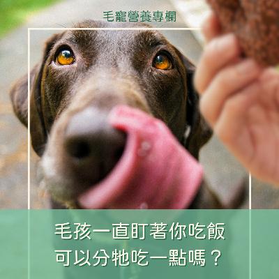 EP14 🎧 毛孩一直盯著你吃飯，可以分牠吃一點嗎？🥺🥺🥺
