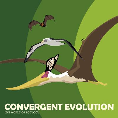 Why Animals Evolve To Look The Same