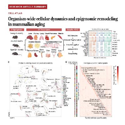 699-Organism-Wide Cellular Dynamics in Mammalian Aging 699-Organism-Wide Cellular Dynamics in Mammalian Aging