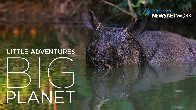 Extraordinary journey to photograph the rarest rhino on Earth