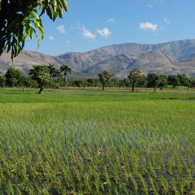 Agriculture in Haiti Agriculture in Haiti