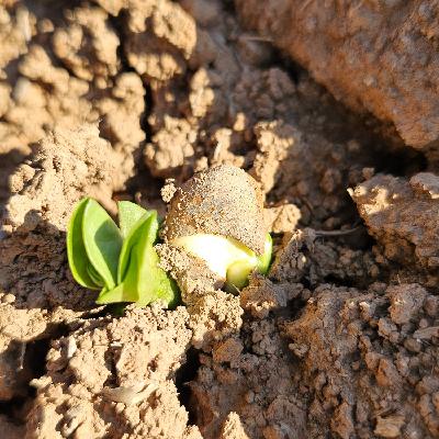 Top Agronomy Tips for High Yielding Faba Beans - Damian Jones, Research Manager Irrigation Farmers Network