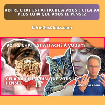 VOTRE CHAT EST ATTACHÉ À VOUS ? CELA VA PLUS LOIN QUE VOUS LE PENSEZ