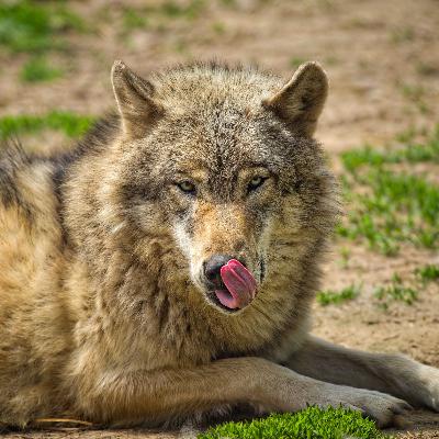 1.20 wolf down 1.20 wolf down