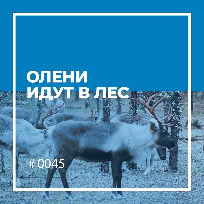 Олени идут в лес Олени идут в лес