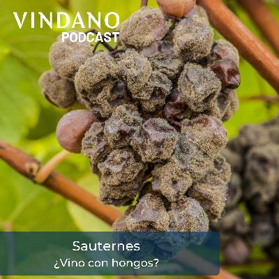 Sauternes - ¿Vino con hongos?