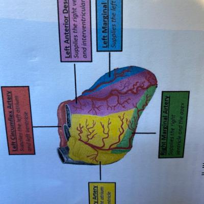 Basic anatomy coronary circulation FRCA