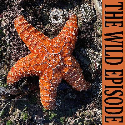 Ochre Sea Star : The Keystone Experiment