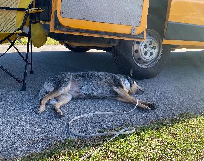 Well-behaved and composed and good Well-behaved and composed and good