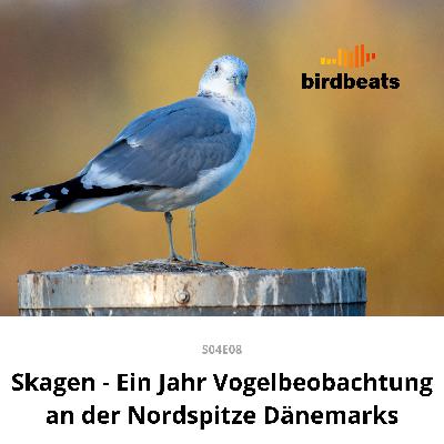 Vogelbeobachtung in Dänemark - Skagen-Special