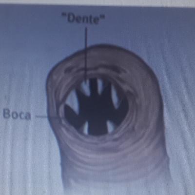 Apostila 5. Ciências 7° ano