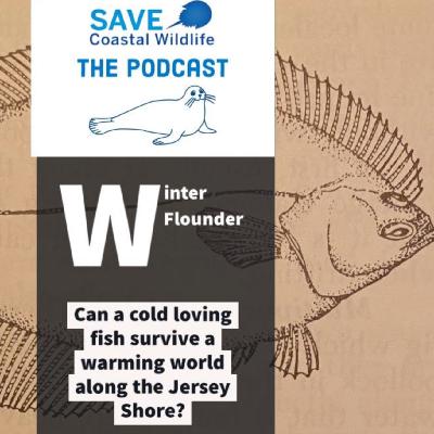 Winter Flounder Winter Flounder