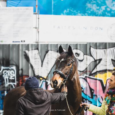 Créer de la responsabilité et de l’autonomie chez nos chevaux