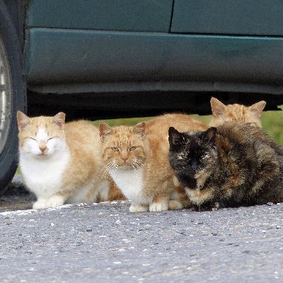 Straßenkatz