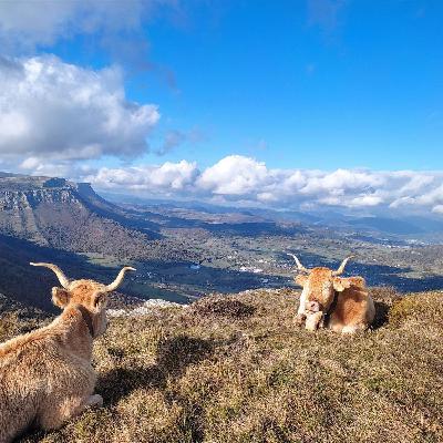 El efecto en el cambio de hora para las vacas El efecto en el cambio de hora para las vacas