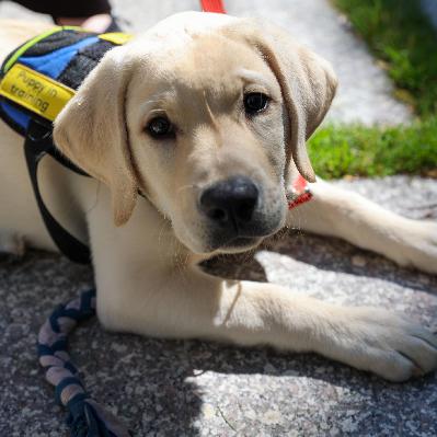 Para que veas - Perros Guía Sí para taxis inclusivos, en Murcia - 23/02/26 Para que veas - Perros Guía Sí para taxis inclusivos, en Murcia - 23/02/26