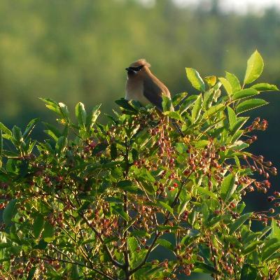 Une année à la campagne de Sue Hubbell
