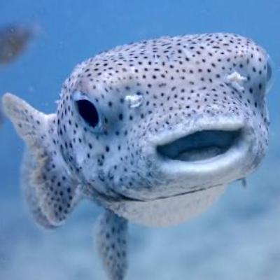 The Podd Couple with Andie Harper and Ronnie Barbour - "I once had a bad experience with fish..."