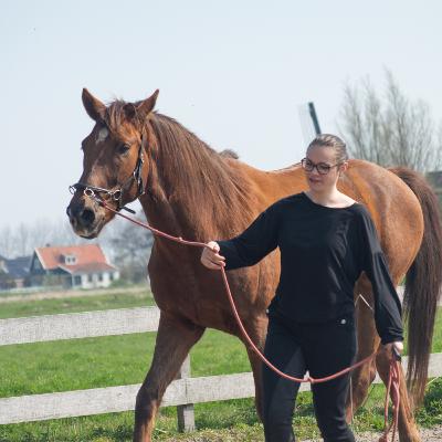De rol van een Working Student bij Trainings- en Pensionstal Celine van der Stroom