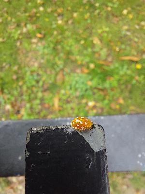 Episode 52 - The Orange Ladybird