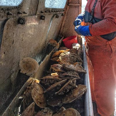 Scallop Electronic Monitoring in the Gulf of Maine