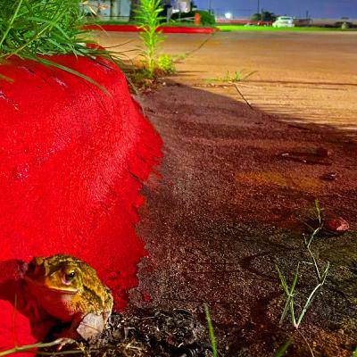 Ep 4. Tupelo Two Step