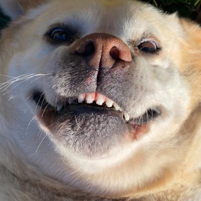 Domesticated and non-domestics animals