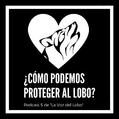Podcast 5: ¿Cómo podemos proteger al lobo? Podcast 5: ¿Cómo podemos proteger al lobo?