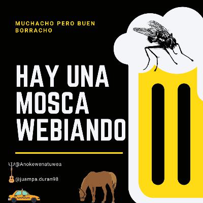 MPBB: Hay una mosca webiando