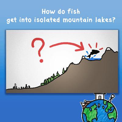 How do fish get into isolated mountain lakes?
