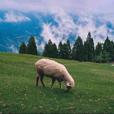 EP36|農場|南投清境【清境農場】奔跑吧,羊咩咩!和可愛的綿羊一起路跑 EP36|農場|南投清境【清境農場】奔跑吧,羊咩咩!和可愛的綿羊一起路跑