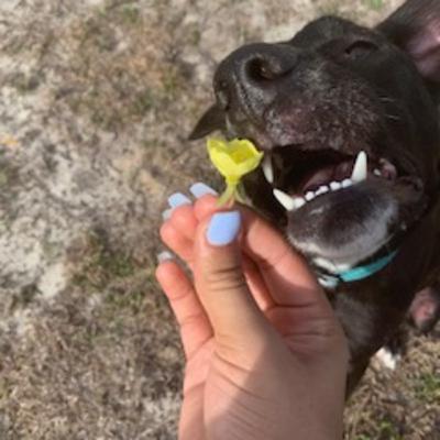 Why you should adopt a dog