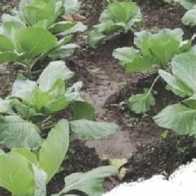 Raíces Verdes, voces de la agroecología, Cuba