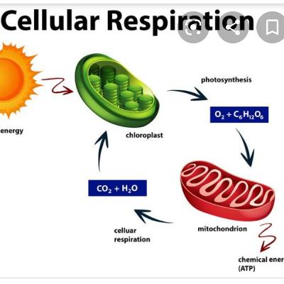 Respiración celular